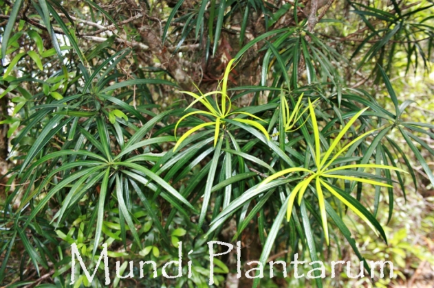 Austrotaxus Spicata Mundi Plantarum Austrotaxus Spicata Mundi Plantarum